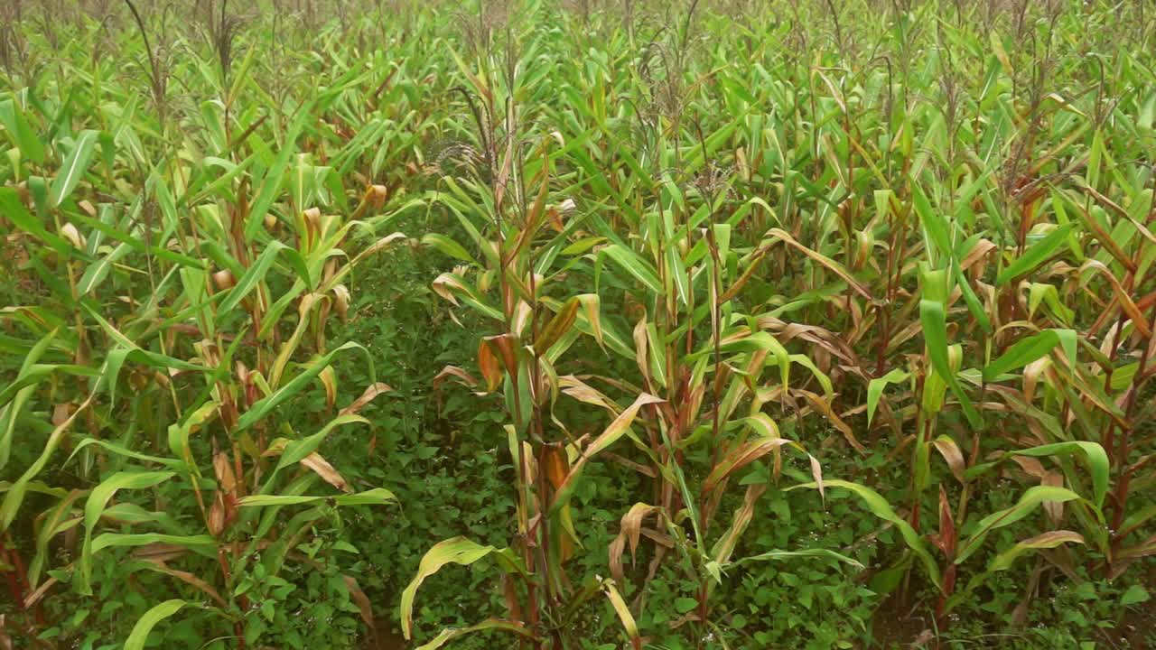 Close view of a cornfield in Surigao del Norte in the Philippines