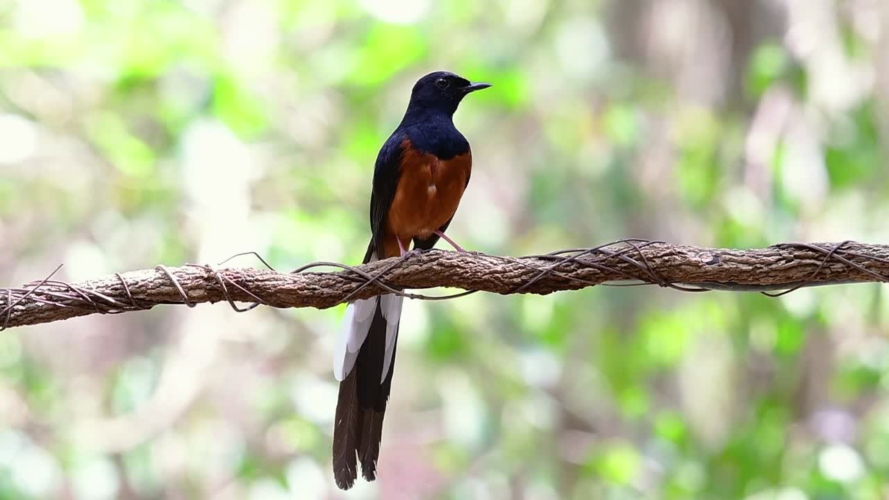 shama de rabadilla blanca encaramado en una vid con fondo bokeo del bosque, copsychus malabaricus, en cámara lenta