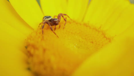 spider crawl on disc of yellow flower to eat its pollen