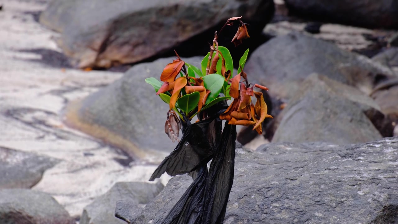 Mangrove plant covered in ocean trash plastic in coastal environment on tropical island in Fiji, South Pacific