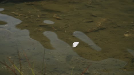 White-feather-flows-on-the-waves-in-the-lake