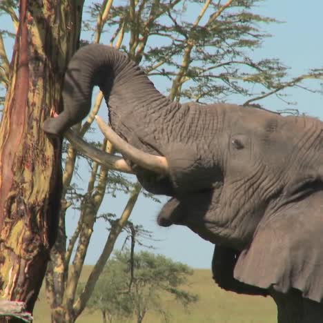 An-elephant-peels-bark-off-a-tree-using-his-trunk