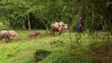 un granjero guía a un búfalo a través de un campo verde en phuket, tailandia. la luz natural y la vegetación crean una escena rural serena