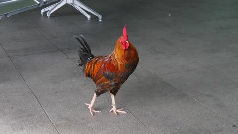 el gallo se detiene en el área pública antes de irse en las islas cook donde son comunes alrededor de las ciudades