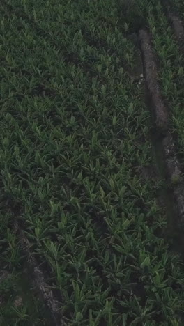 banana plantation aerial view