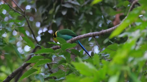 Devouring-a-whole-catydid,-a-Long-tailed-Broadbill-Psarisomus-dalhousiae-slams-it-and-swallows-it-down-its-throat