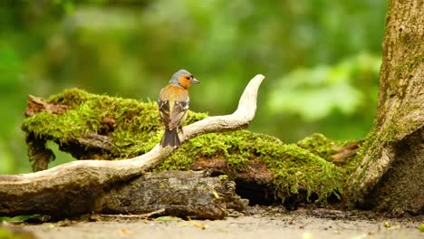 Pinzón-Vulgar-Euroasiático-En-Frisia,-Países-Bajos,-Sobre-Una-Rama-Erosionada-En-Un-Suelo-Forestal-Cubierto-De-Musgo