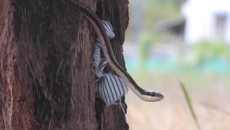 common bronzeback tree snake