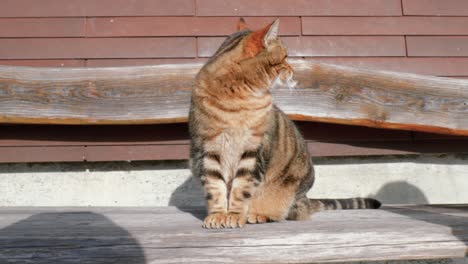 A-British-Shorthair-cat-breed-is-sitting-on-a-wooden-bench-in-front-of-a-winter-log-cabin-located-in-the-mountainside-of-Engelberg,-in-Brunni,-Switzerland