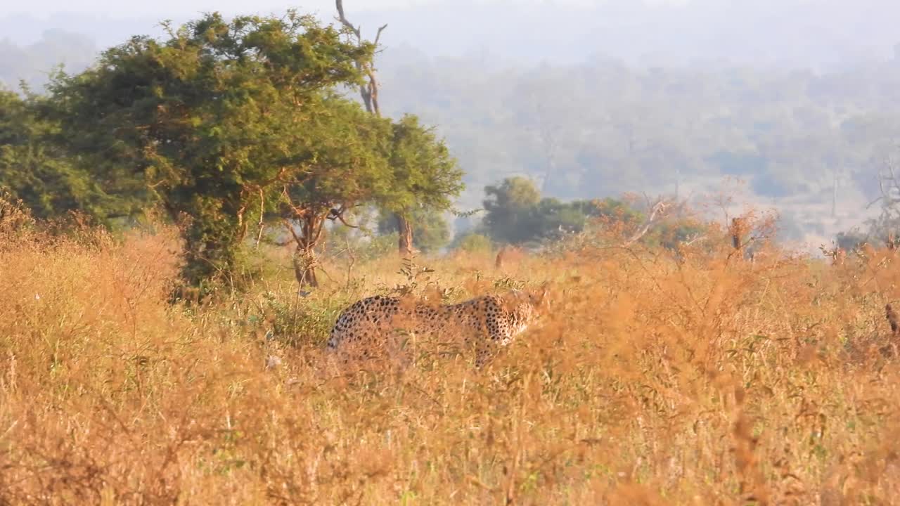 guepardo caminando en el terreno salvaje, fondo brumoso cubierto de humo debido al cambio climático, toma de gran ángulo
