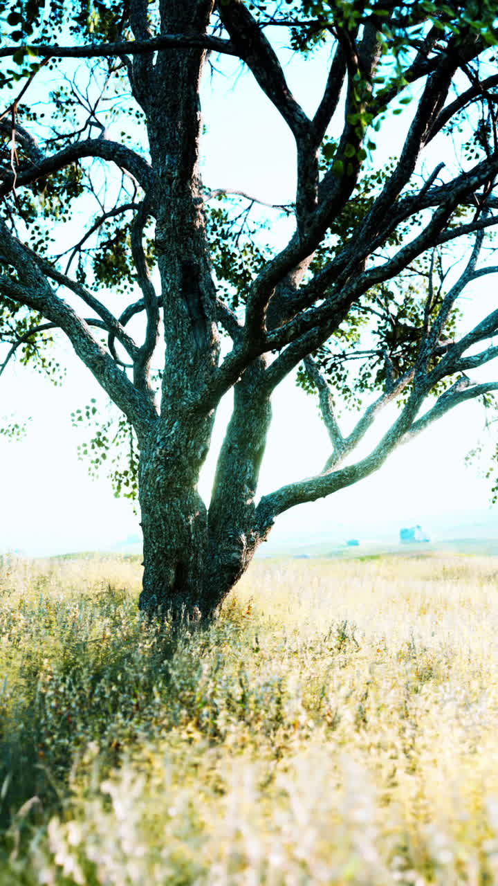 들판에 있는 외로운 나무