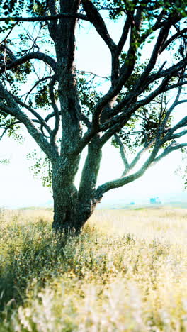árbol solitario en un campo