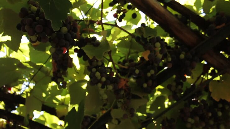 uvas en la vid