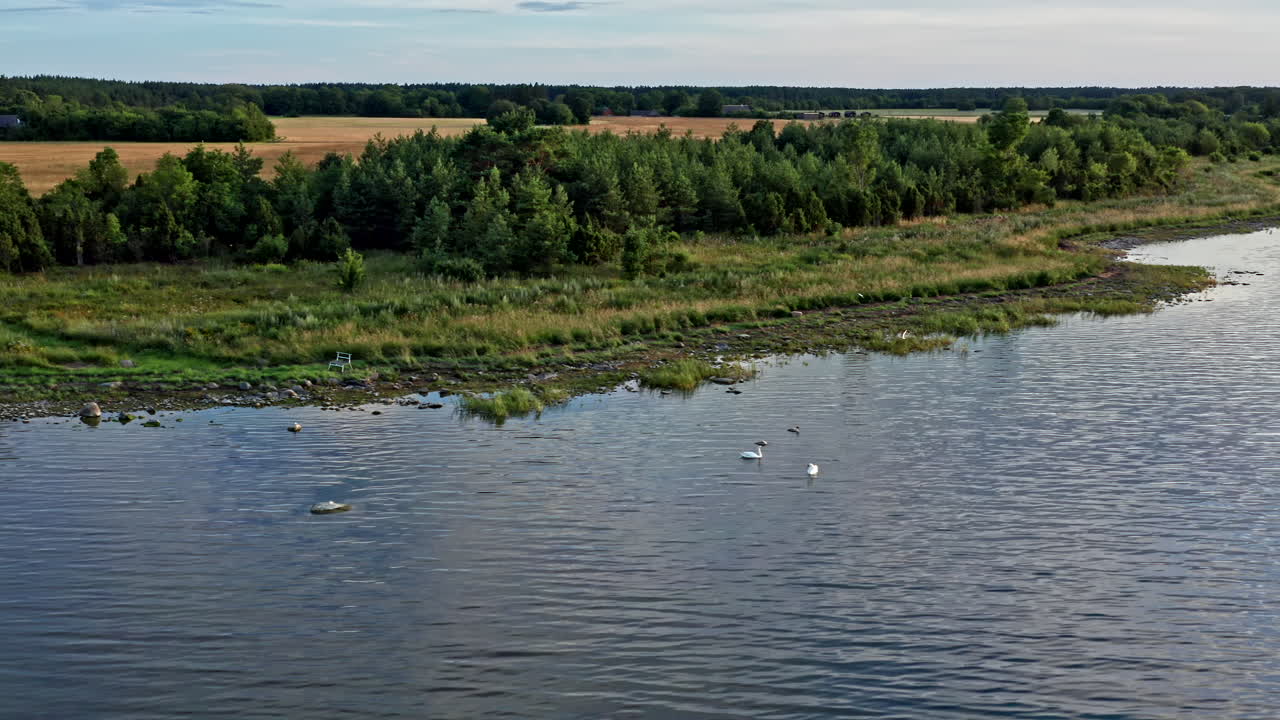 семья лебедей вблизи береговой линии