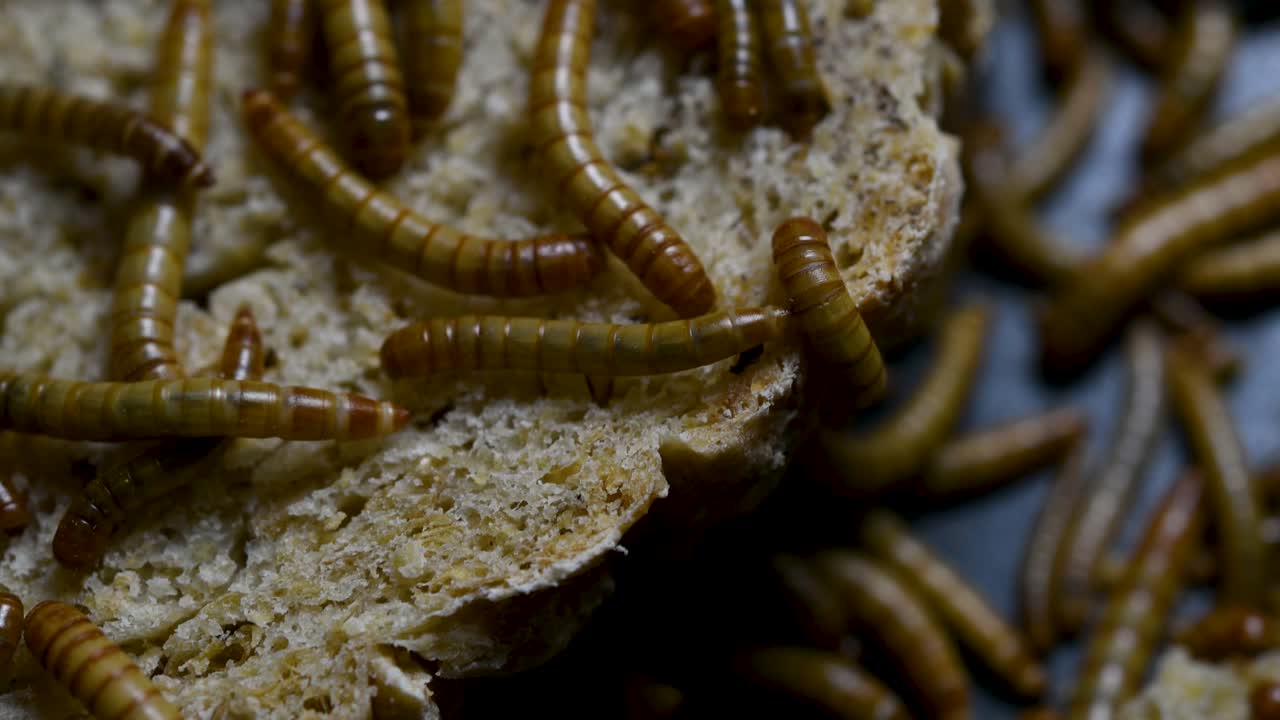 O Tenebrio é uma espécie de besouro Tenebrionidae usado para alimentar animais de estimação como peixes, cobras, pássaros e sapos.