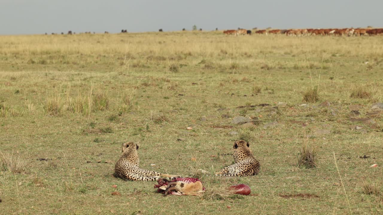 dos jóvenes guepardos acostados con su matanza, viendo pasar el ganado a lo lejos en el masai mara, kenia