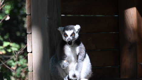 Ein-Lemur-Sitzt-Am-Rand-Eines-Holzunterstands-Im-Wald-Und-Kaut-Nahrung