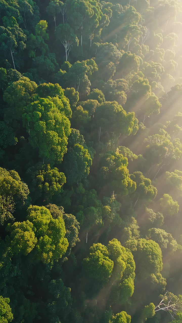 Sunlight filtering through a lush rainforest canopy