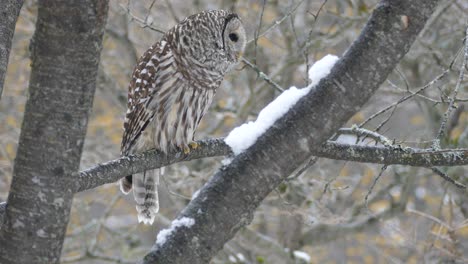 Closeup-view-of-owl-spotting-something-interesting-a-little-higher-up-in-a-tree