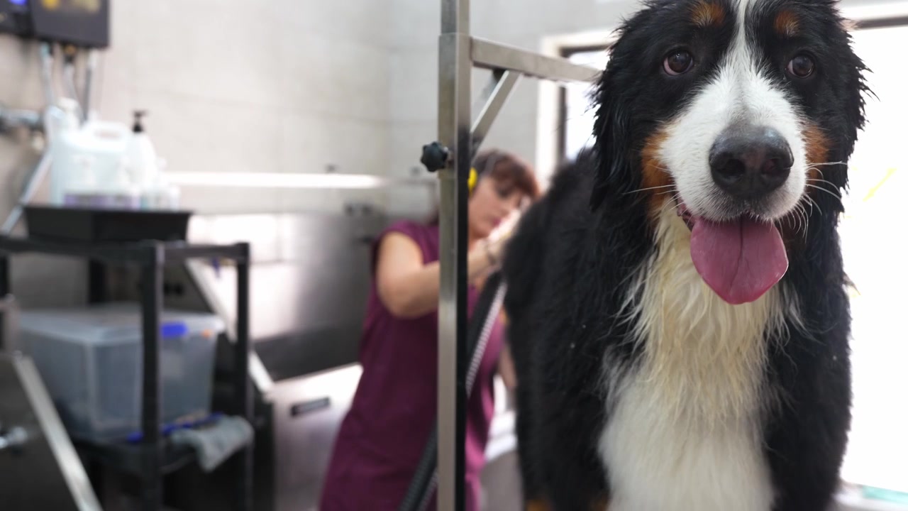 Professioneller Hundefriseur trocknet einen nassen Berner Sennenhund