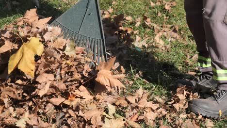 raking leaves in autumn