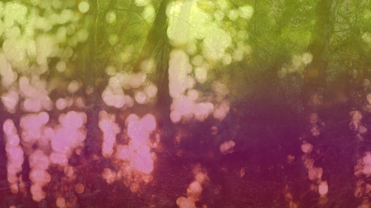 animación de luz colorida y bokeh sobre el bosque.