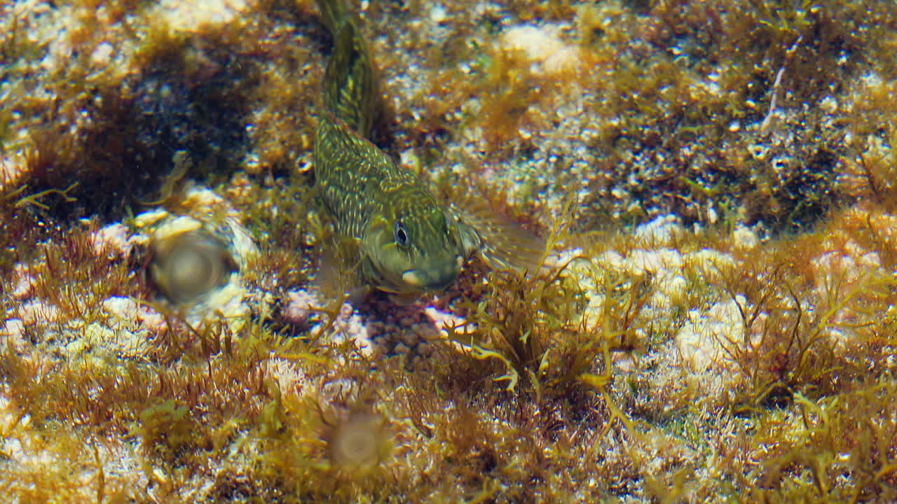 barriguda mora comiendo algas en las aguas poco profundas de la costa rocosa de las islas canarias, españa