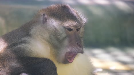 a closeup portrait of a monkey a genus of hominid in the primate family a closeup portrait of a monkey a genus of hominid in the primate family animals in captivity in an enclosure