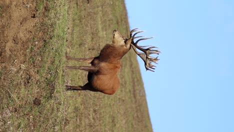 Rothirsch-Erwachsener-Mann-Schläfrig-Auf-Einer-Grünen-Wiese-In-Einem-Naturschutzgebiet,-Naturschutzkonzept,-Tele