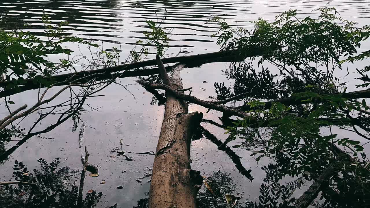 물 가 가득 한 숲 의 장면 에서 쓰러진 나무 어리