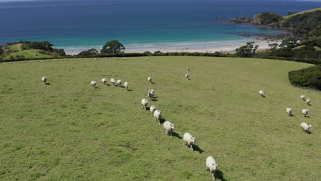 Herde-Von-Schafen-Weiden-Und-Laufen-Mit-Dem-Strand-Im-Hintergrund