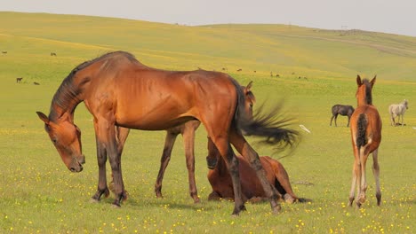 horses grazing on a green meadow in a mountain landscape.