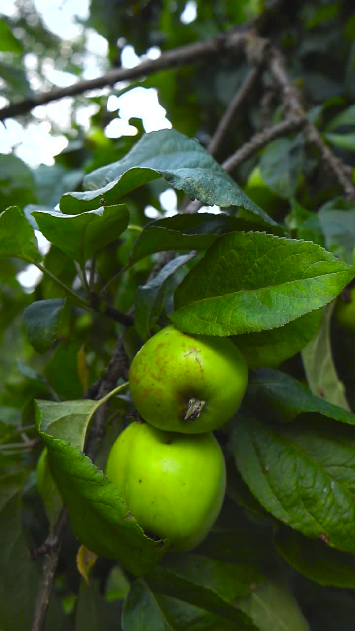 Close up view of green colored ripe and raw apples hanging on a leafy green apple tree branch or twig during a cloudy summer or autumn day with textures and details visible. Bokeh blurry background