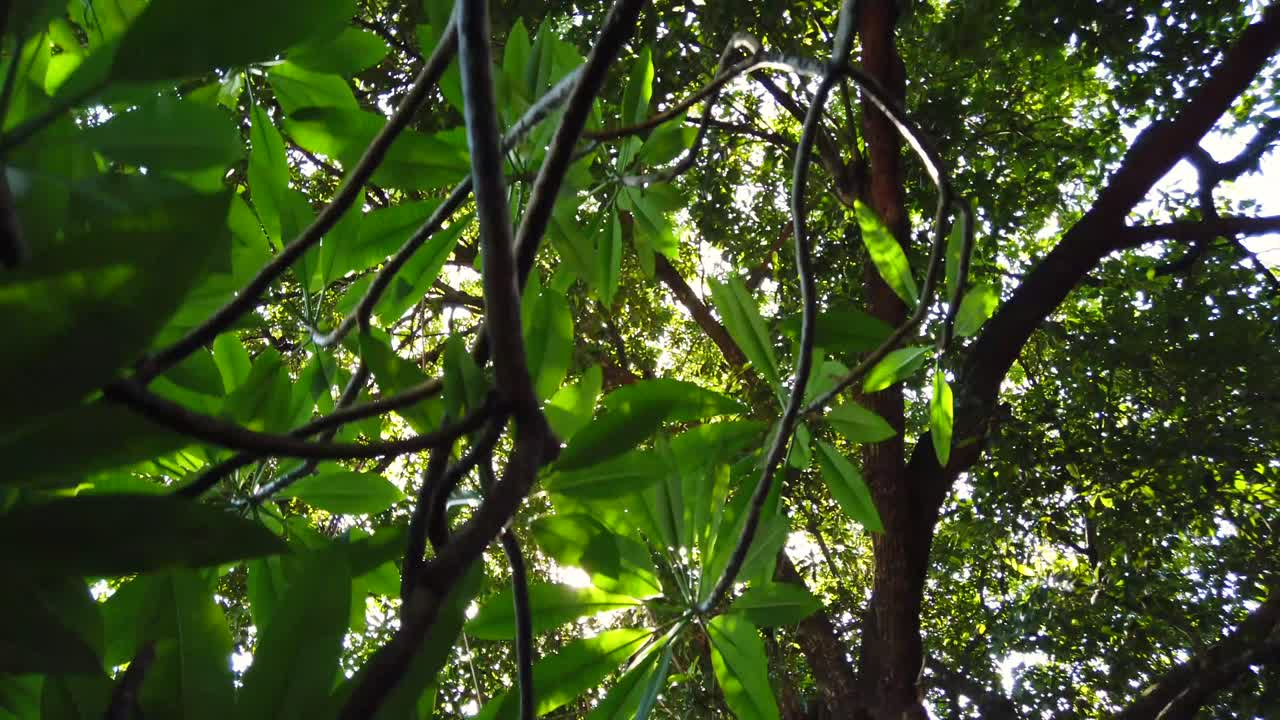 ver moviéndose bajo el bosque de árboles en el día de verano con sol a través del bosque de árboles en video de 4k uhd corto