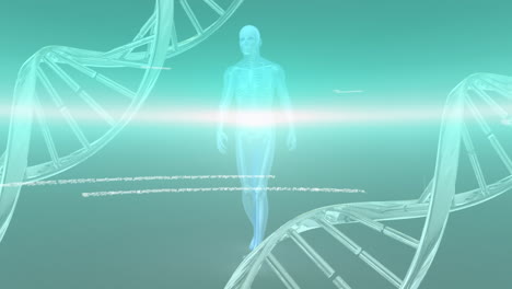 회전하는 dna 구조, 데이터 처리 및 인체 모델에 대한 파란 빛의 흔적 애니메이션
