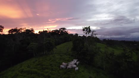 Aerial-jib-up-of-a-herd-of-cows-grazing-in-green-grass-hill-surrounded-by-forest-on-cloudy-golden-hour-in-Costa-Rica