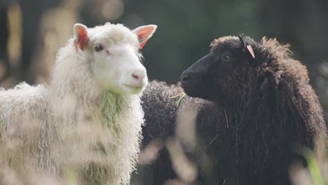 a portrait shot of two cute and curious sheep - black and white