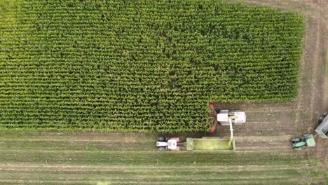 Corn-harvest-in-Europe:-Corn-chopper-chops-the-corn-and-unloads-it-directly-into-the-loading-wagon