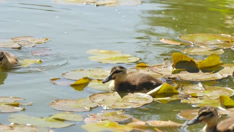 a group of ducklings on lily pads