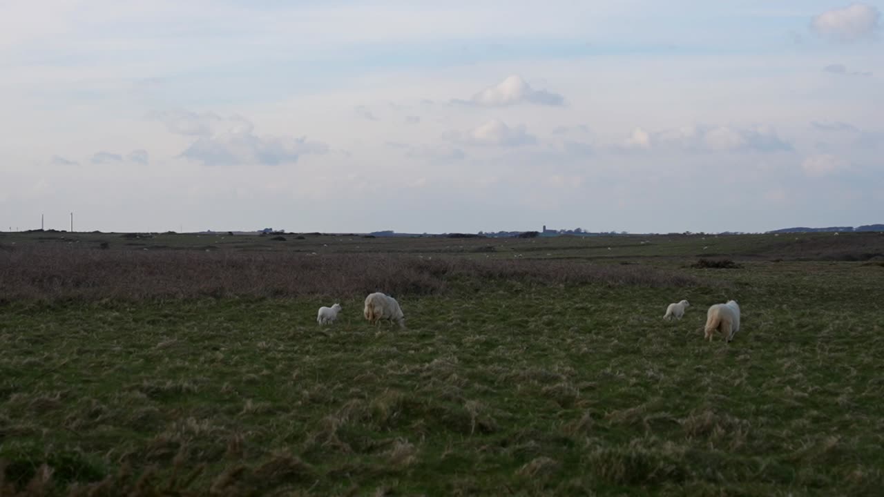 los corderos se divierten en los verdes campos del parque nacional de la costa de pembrokeshire, gales