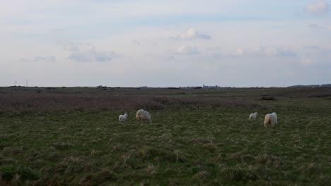 Lambs-frolic-in-the-green-fields-of-Pembrokeshire-Coast-National-Park,-Wales