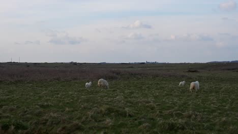 lambs frolic in the green fields of pembrokeshire coast national park, wales