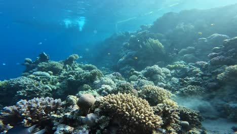Arrecife-De-Coral-Bucear-Submarinismo-Mar-Rojo-Egipto-Sharm-El-Sheikh-Peces-Submarino