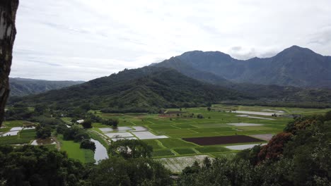 4K-Hawaii-Kauai-Boom-Auf-Kokospalmen-Mit-Feldern-Und-Bergen-In-Der-Ferne