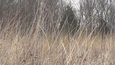 a slow pan across tall grass with a forest in the background and overcast