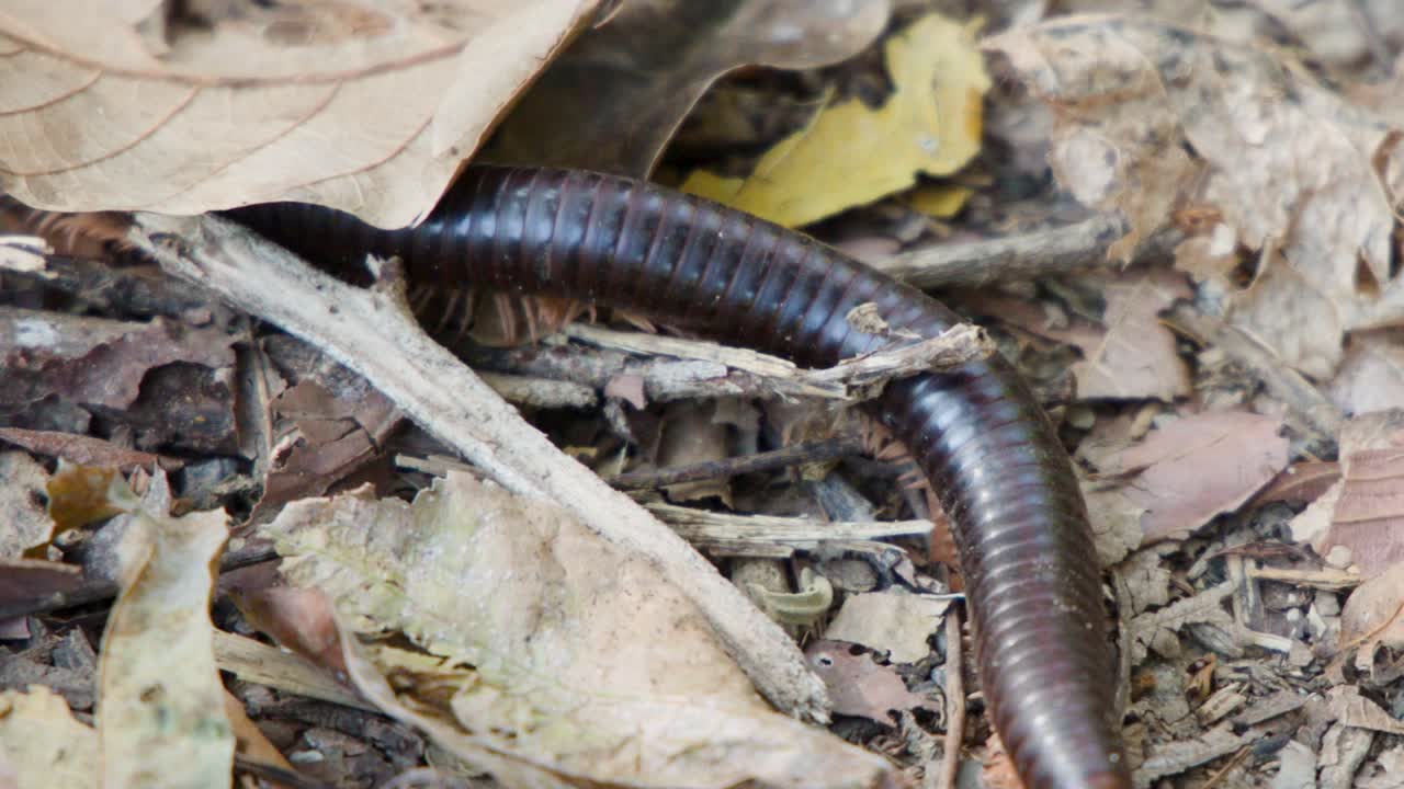 Um gongolo marrom-escuro se move lentamente pelo chão de uma floresta coberto de folhas secas de outono