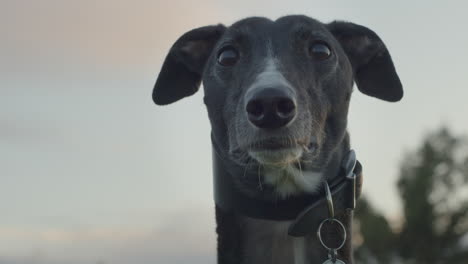 Greyhound-pet-animal-with-long-neck-with-collar,-closeup