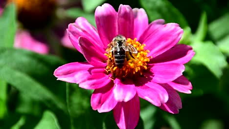 bee collecting pollen from flower