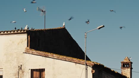 flock of birds perched upon an old traditional european style building before taking flight into clear blue sky