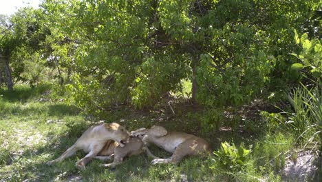 Lionesses-grooming-and-teasing-each-others